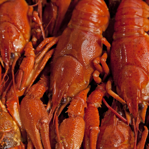 Boil de crawfish