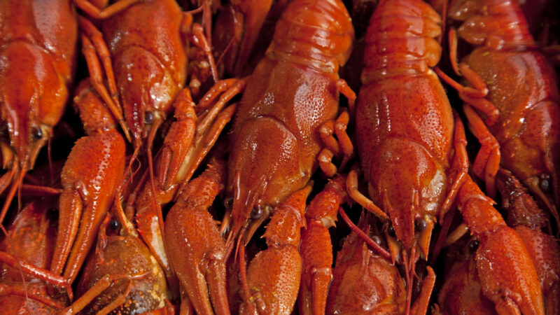 Boil de crawfish